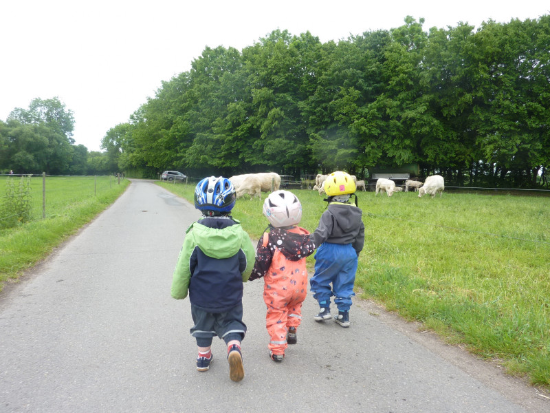 Pferde und Kühe Pferde und Kühe
